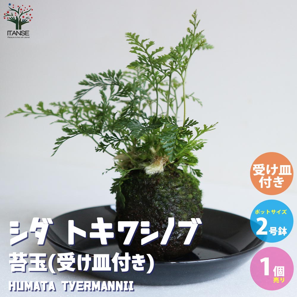 観葉植物 トキワシノブ【観葉植物2号苔玉(受け皿付き)／1個売り