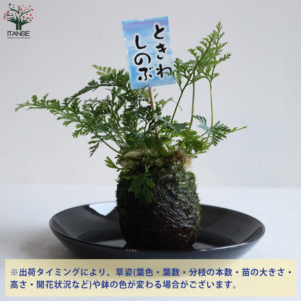 観葉植物 トキワシノブ【観葉植物2号苔玉(受け皿付き)／1個売り