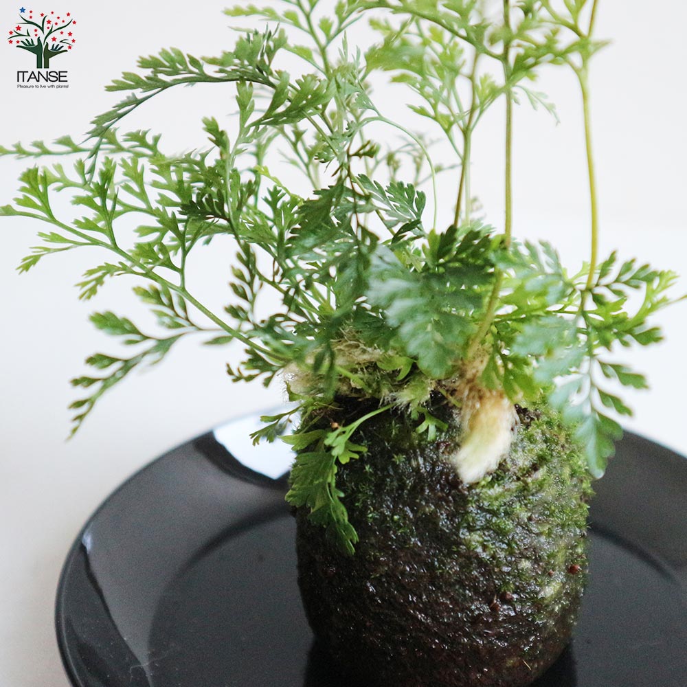 観葉植物 トキワシノブ【観葉植物2号苔玉(受け皿付き)／1個売り