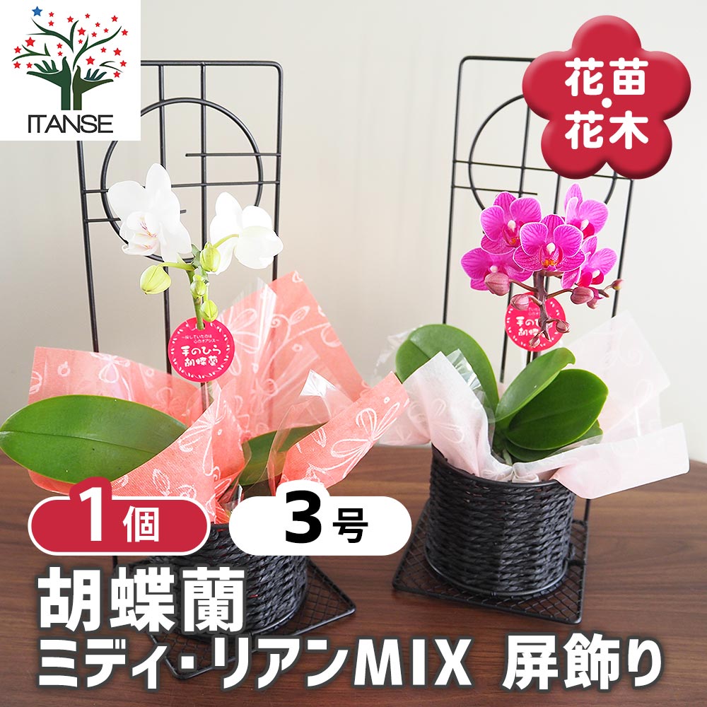 あんず出品‼️知否3代　チフォ花顔　群生苗 天平庵】藤花(高市早苗パッケージ)10個入を3月23日(月)より販売開始