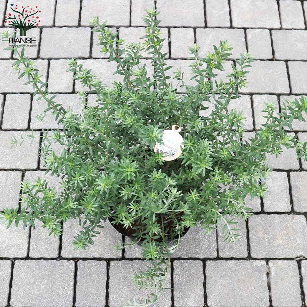 ウエストリンギア　ポリゴンポット植え替え品/ 680 ウエストリンギア ポリゴンポット植え替え品/ 680