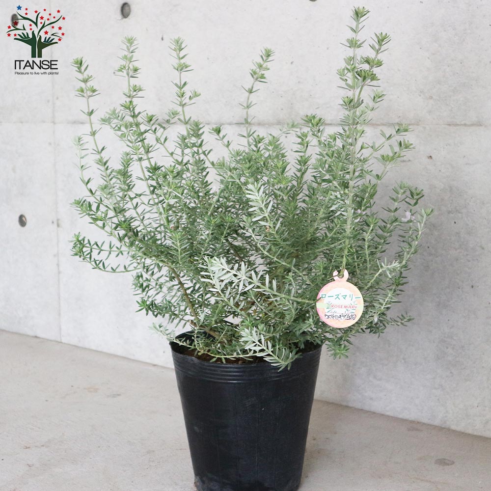 ウエストリンギア/ 938 ウエストリンギア 白花品種【庭木 7号ポット大苗／1個売り】｜ 【植物