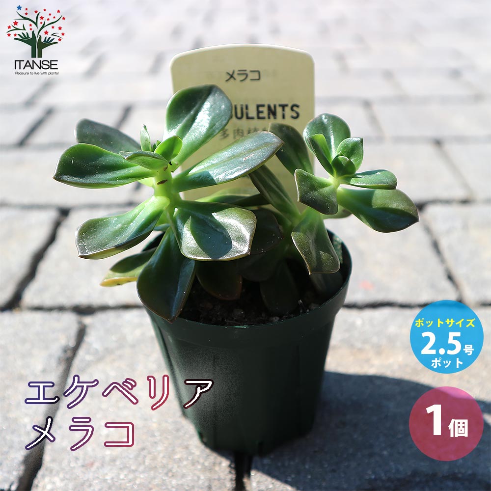 エケベリア・メラコ【多肉植物 2.5号鉢／1個売り】｜ 【植物の