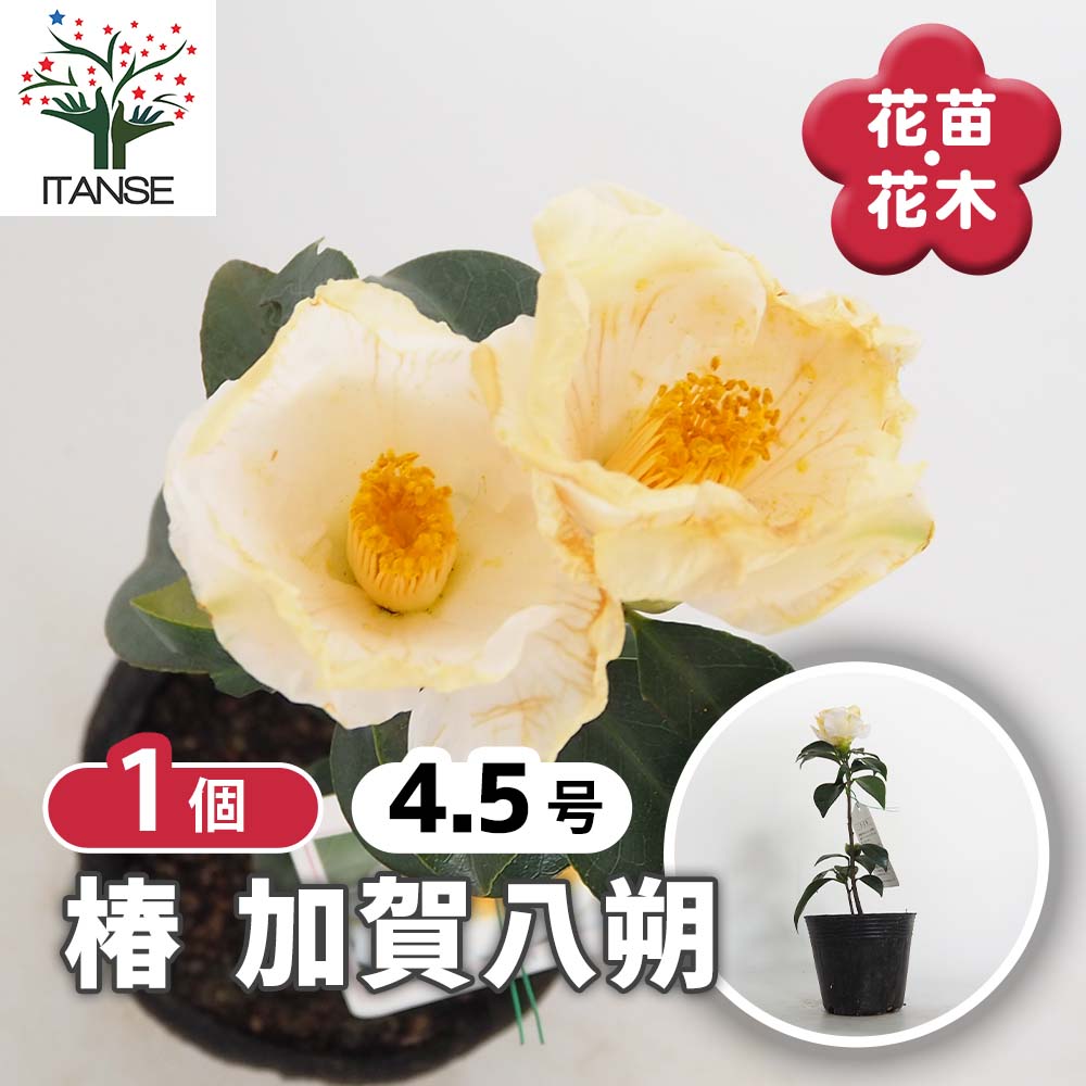 椿(ツバキ)の苗木 加賀八朔 【花木苗 4.5号／1個売り】｜ 【植物の
