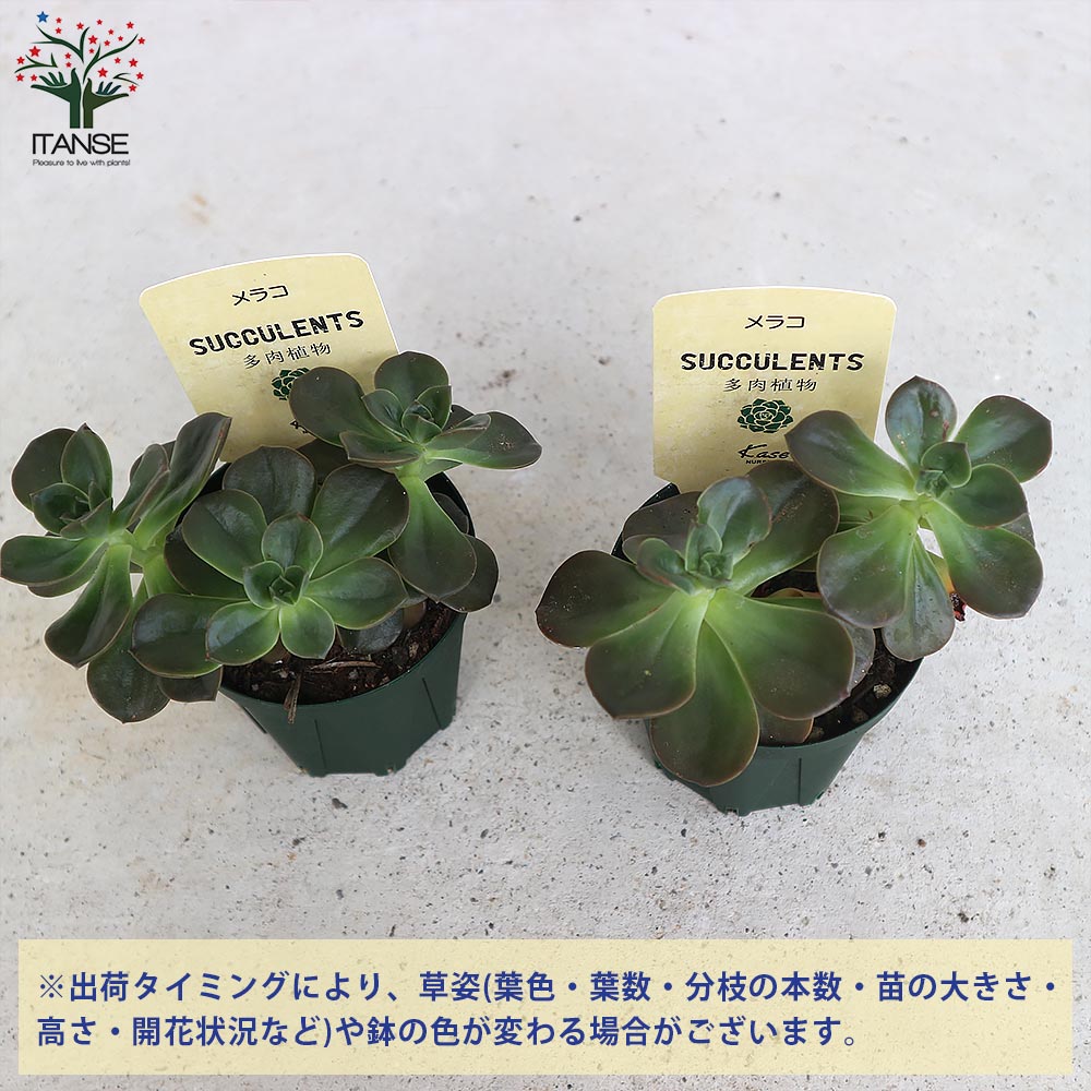 多肉植物 メラコ錦 未発根 メラコ錦 多肉植物