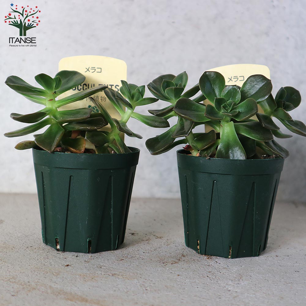 多肉植物 メラコ錦 未発根 メラコの育て方｜ロゼット状の葉をもつ多肉