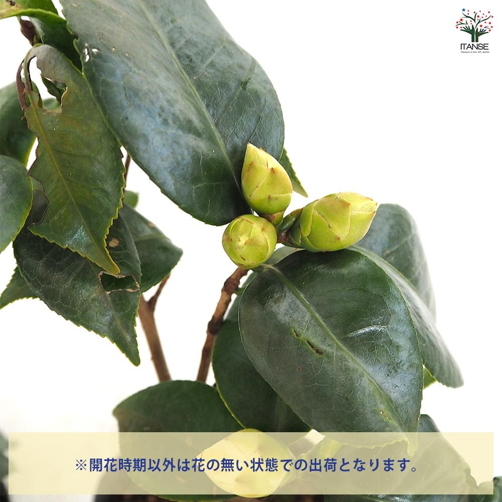 椿(ツバキ)の苗木 加賀八朔 【花木苗 4.5号／1個売り】｜ 【植物の