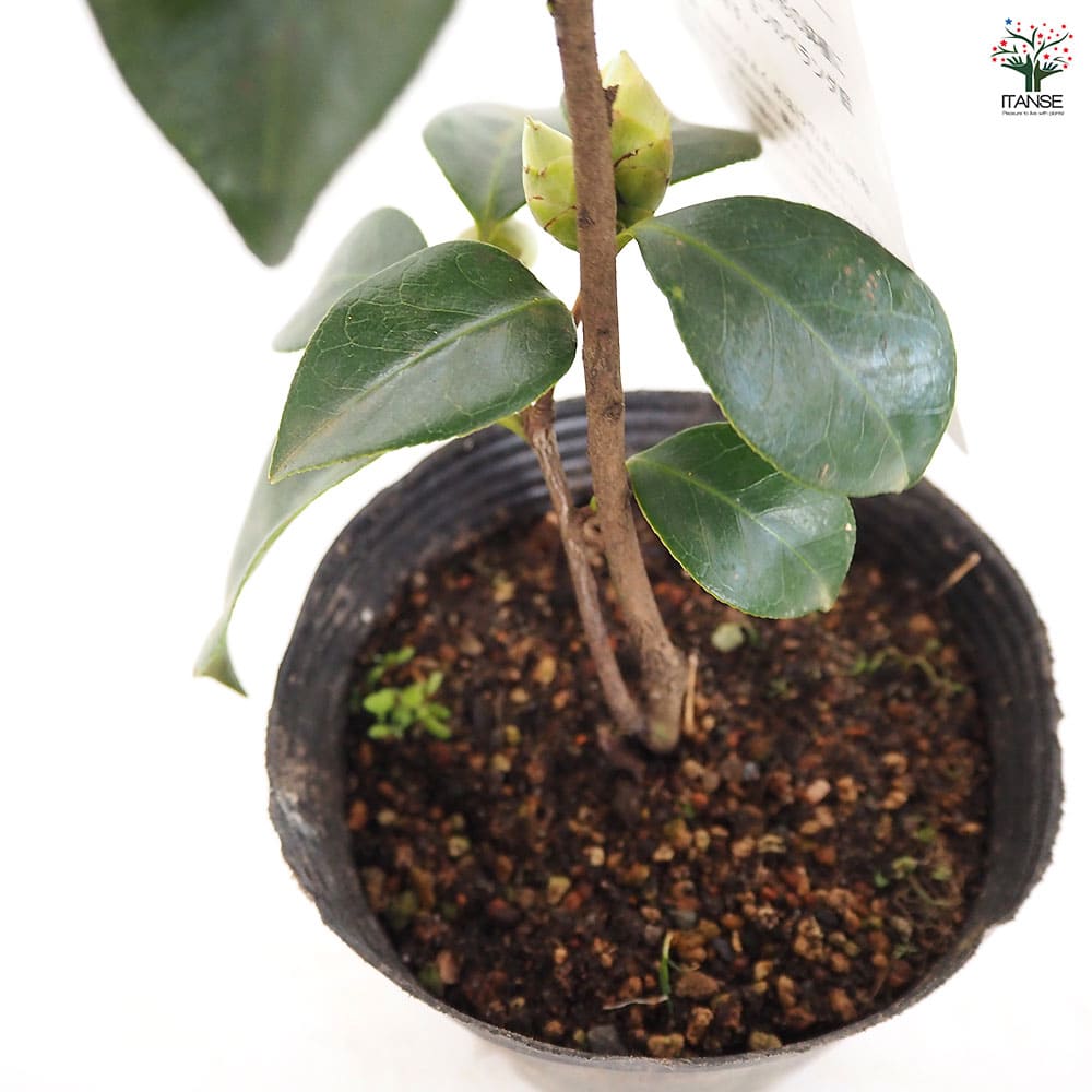 椿(ツバキ)の苗木 加賀八朔 【花木苗 4.5号／1個売り】｜ 【植物の