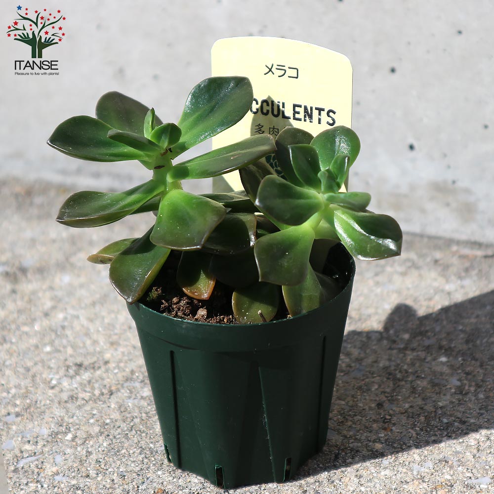多肉植物 メラコ錦 未発根 多肉植物 メラコ錦 未発根 多肉植物 メラコ