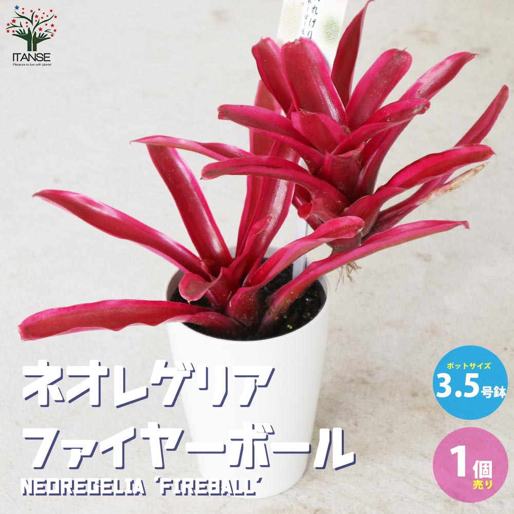 ネオレゲリア・ファイヤーボール【観葉植物 3.5号鉢 熱帯植物／1個売り