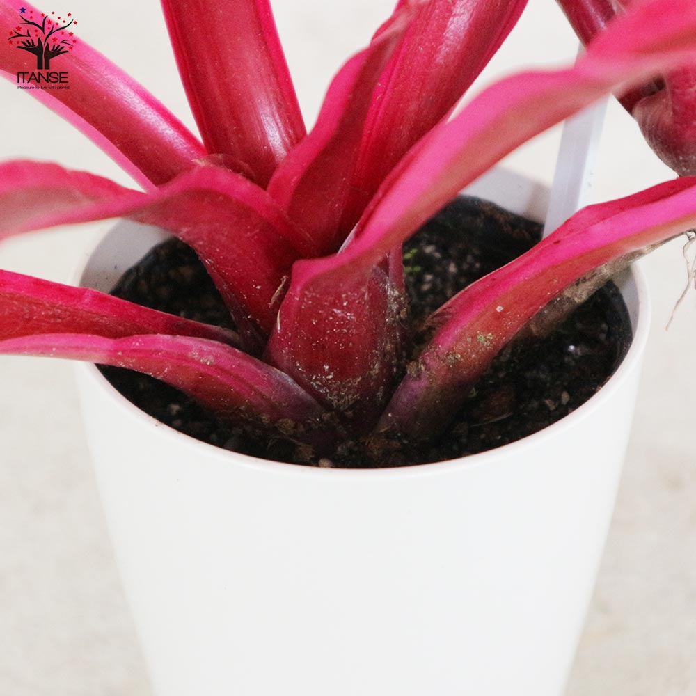 Itanse良品ｾﾚｸﾄ通販