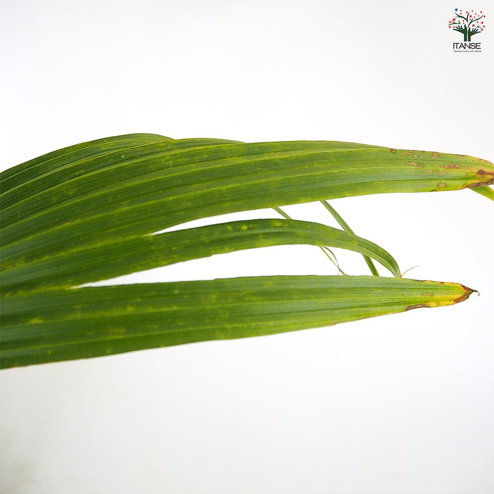 ワシントニア(ワシントンヤシ) ロブスタ 【観葉植物 5号／1個売り