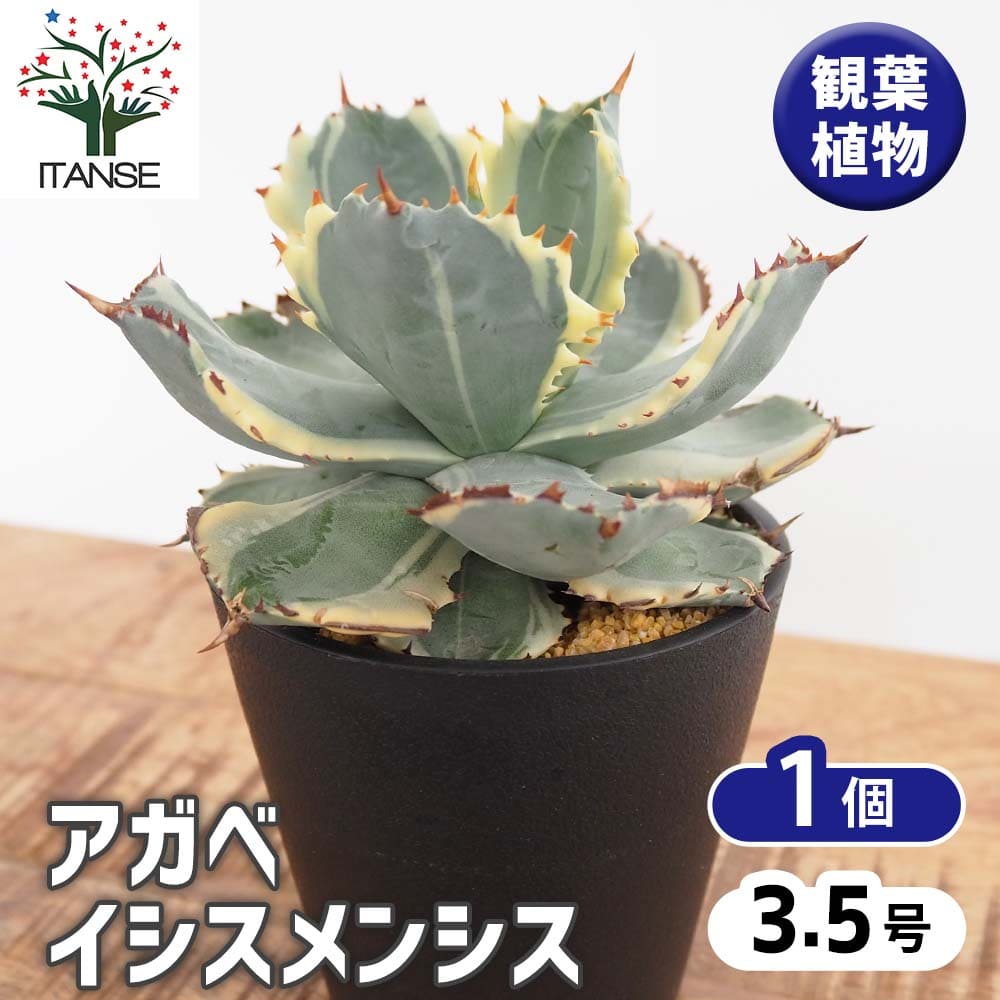 アガベ イシスメンシス 【多肉植物 3.5号／1個売り】｜ 【植物の