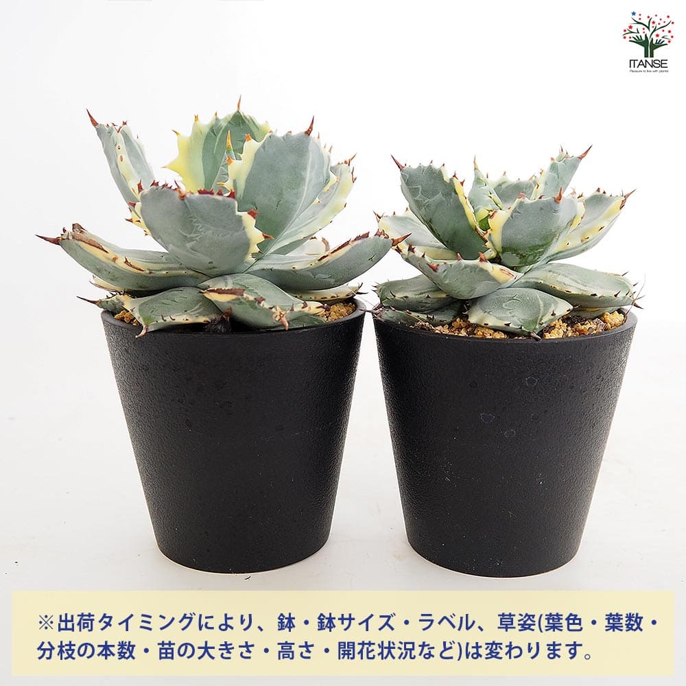 アガベ イシスメンシス 【多肉植物 3.5号／1個売り】｜ 【植物の