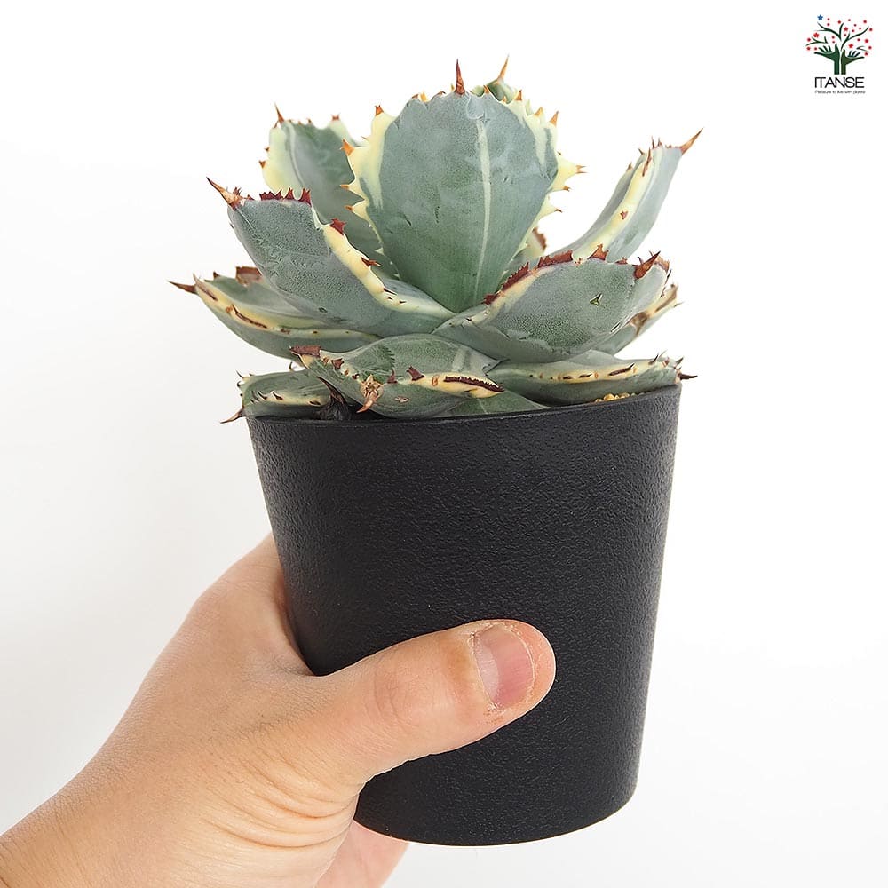 アガベ イシスメンシス 【多肉植物 3.5号／1個売り】｜ 【植物の