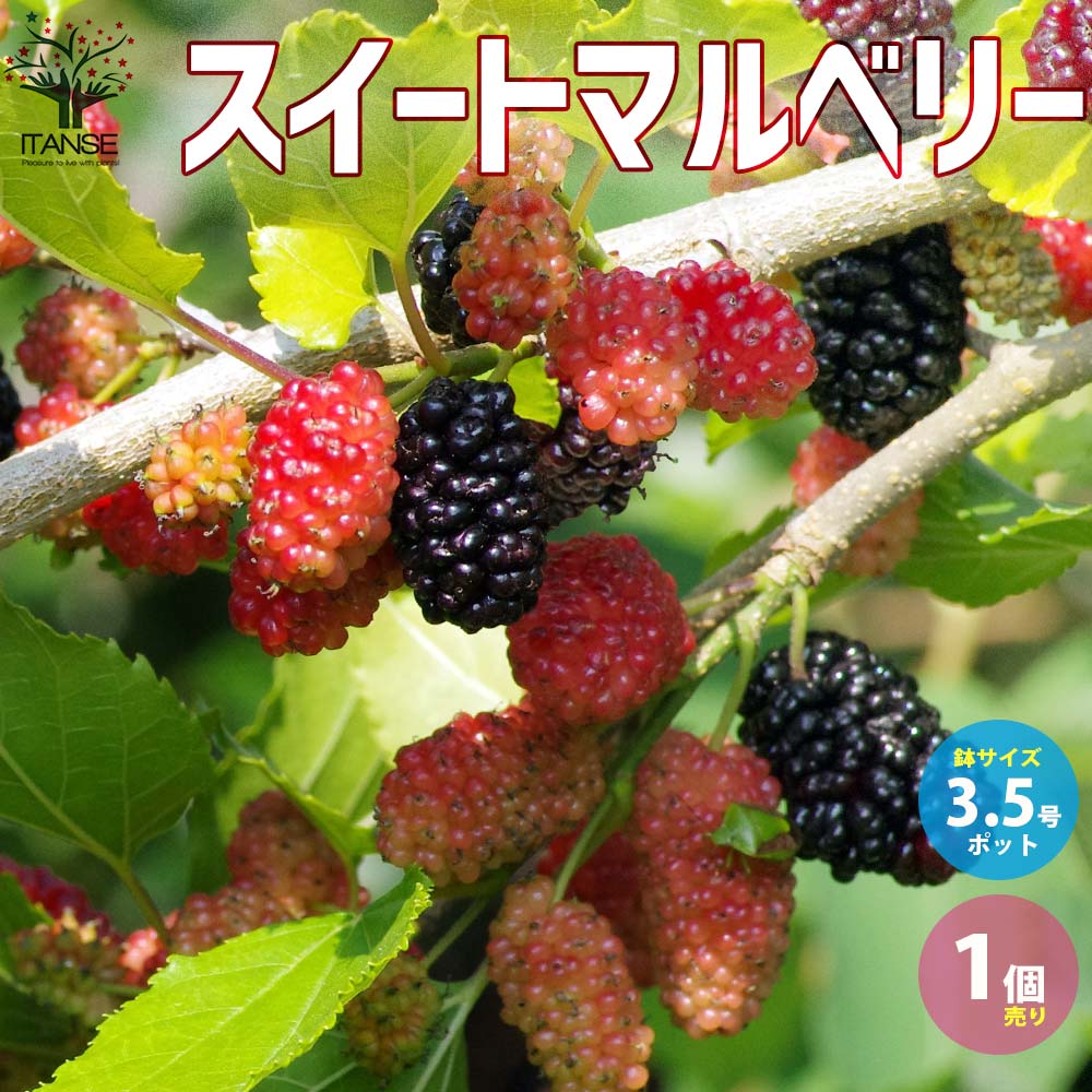 最高な良品スイートマルベリー 特大サイズ実付き❗ 木も太く8号❗背丈110cm ベリーの苗木 スイートマルベリー【果樹の苗 3.5号／1個売り