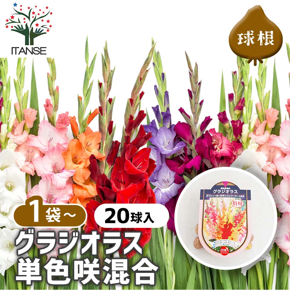 花球根 徳用グラジオラス 単色咲混合 【花球根 20球】｜ 【植物の