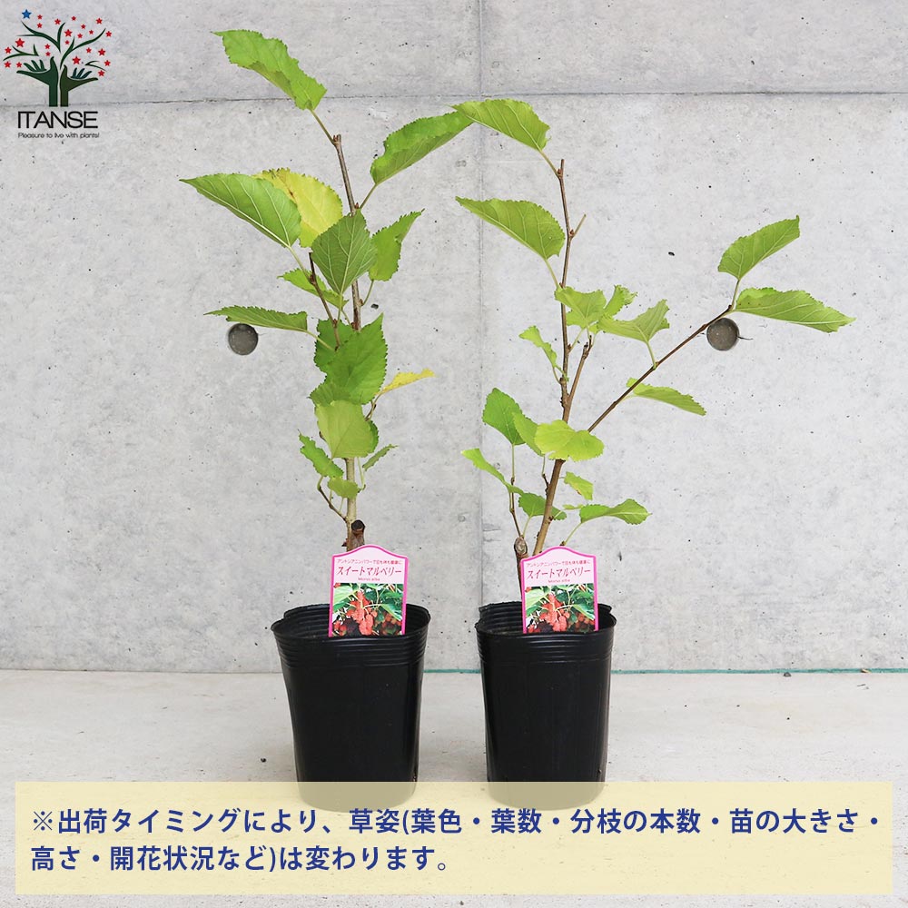 ベリーの苗木 スイートマルベリー【果樹の苗 3.5号／1個売り
