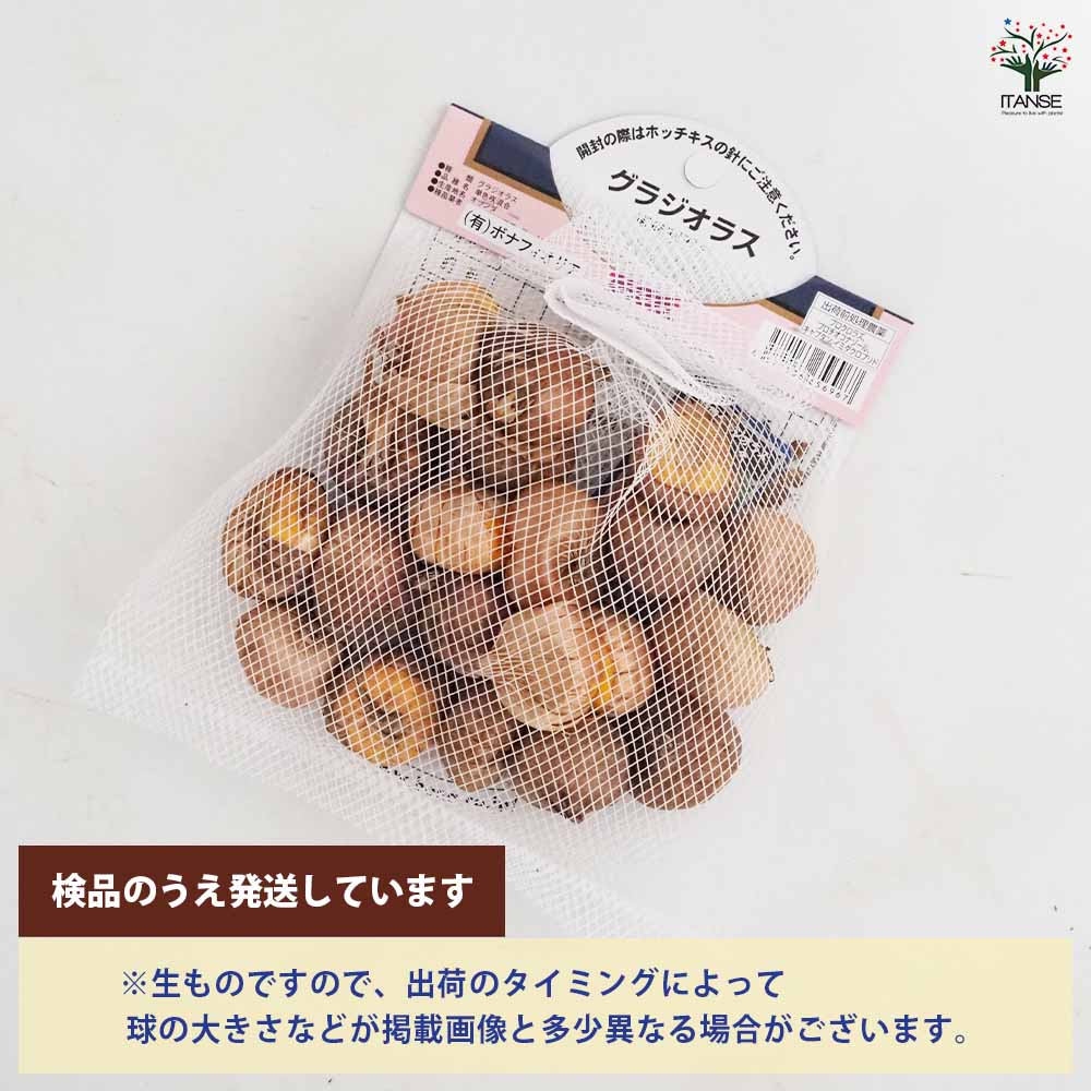 花球根 徳用グラジオラス 単色咲混合 【花球根 20球】｜ 【植物の