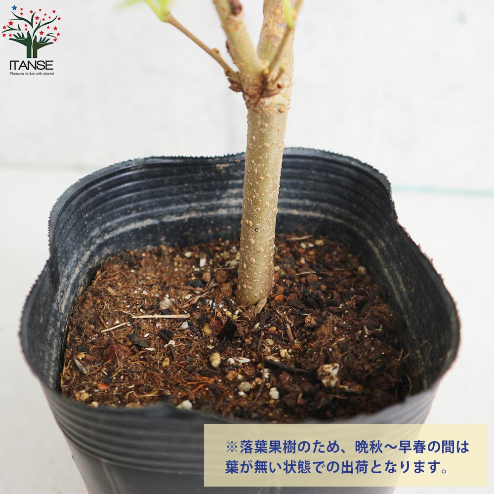 スイートマルベリー　抜き苗　A マルベリー（桑・クワ）：スイートマルベリー5号鉢植え[実付き