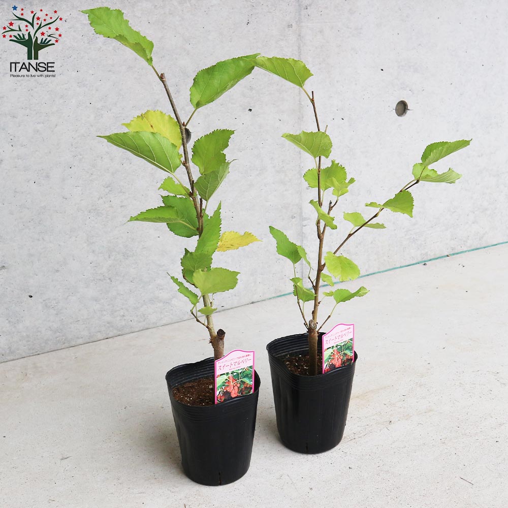 スイートマルベリー　抜き苗　A スイートマルベリー 抜き苗 - メルカリ