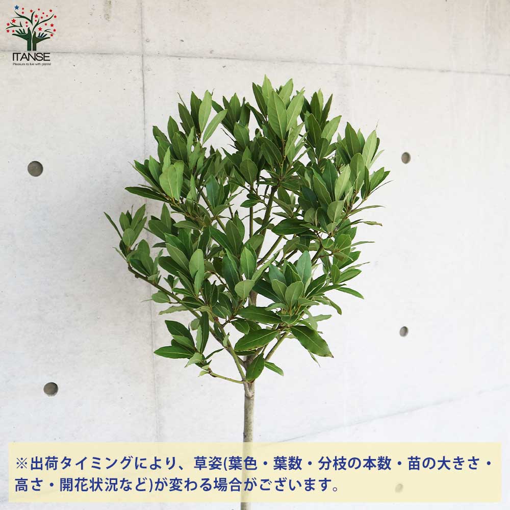 現品】月桂樹 ゲッケイジュ ローリエの葉 10号ポット z12