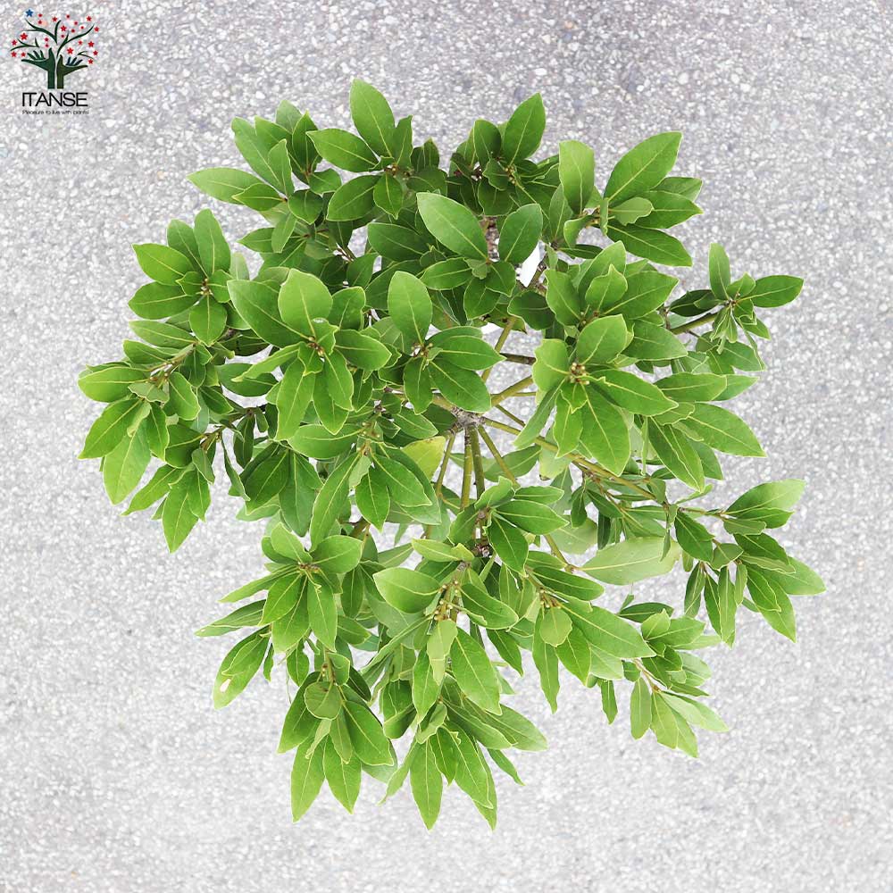 接木苗予約受付中　❗️‼️ 接木苗予約受付中 ❗️‼️ こだわり接木苗 ｜ valor-navi バローナビ