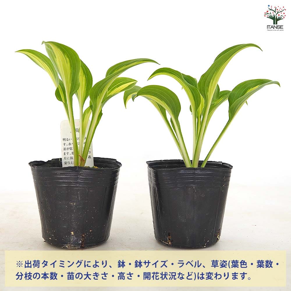 ホスタ(ギボウシ) 阿仁 【花木苗 3号】｜ 【植物のITANSE】全品
