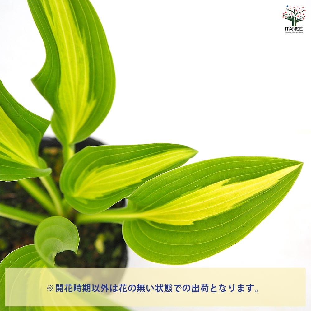 ホスタ(ギボウシ) 阿仁 【花木苗 3号】