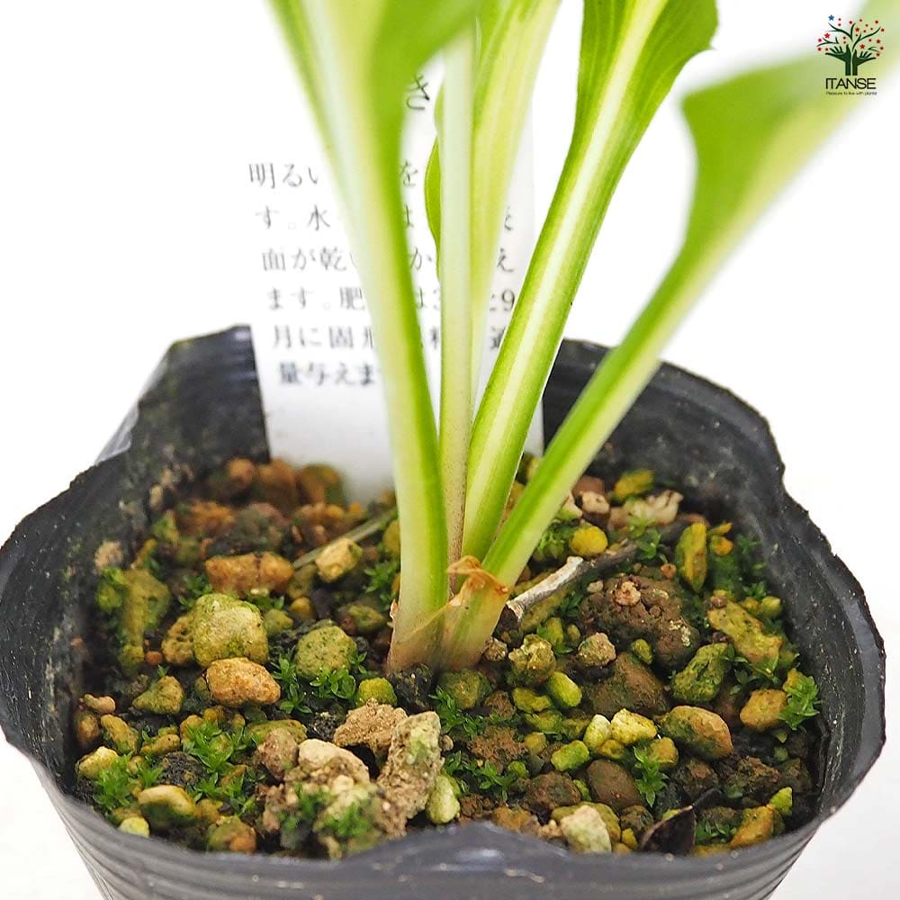 ホスタ(ギボウシ) 阿仁 【花木苗 3号】｜ 【植物のITANSE】全品