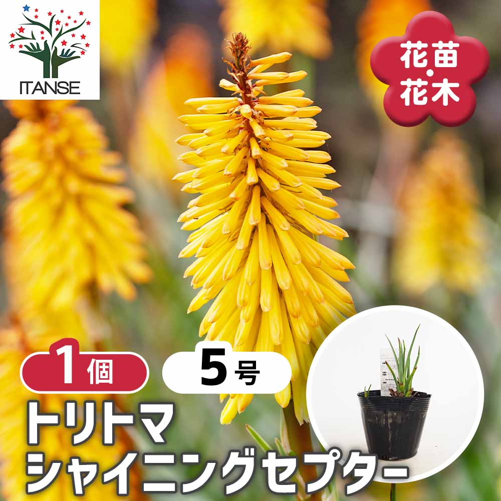 クニフォフィア(トリトマ) シャイニングセプター 【花苗 5号／1個売り