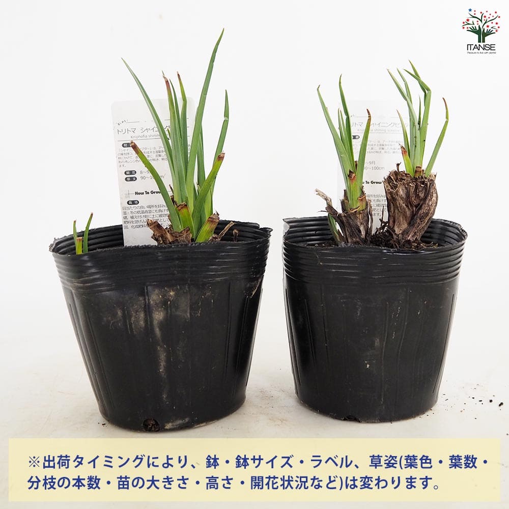 クニフォフィア(トリトマ) シャイニングセプター 【花苗 5号／1個売り