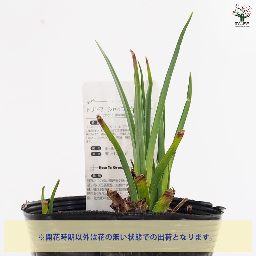 クニフォフィア(トリトマ) シャイニングセプター 【花苗 5号／1個売り