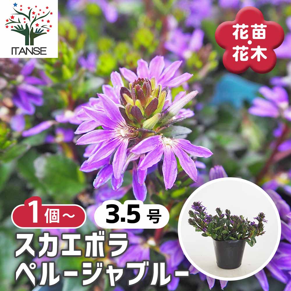 スカエボラ ペルージャブルー 【花苗 3.5号】｜ 【植物のITANSE