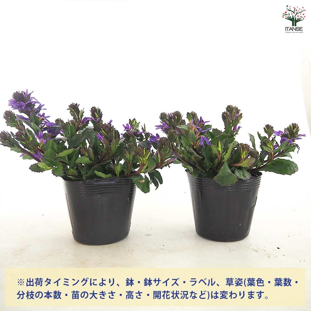 スカエボラ ペルージャブルー 【花苗 3.5号】｜ 【植物のITANSE