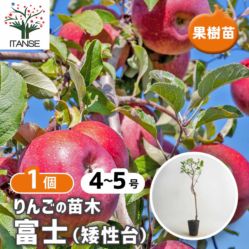 りんごの苗木 矮性台富士 【果樹の苗 4～5号／1個売り】｜ 【植物の