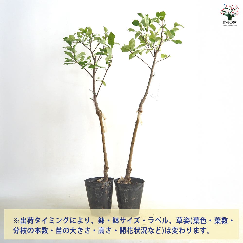 りんごの苗木 矮性台富士 【果樹の苗 4～5号／1個売り】｜ 【植物の