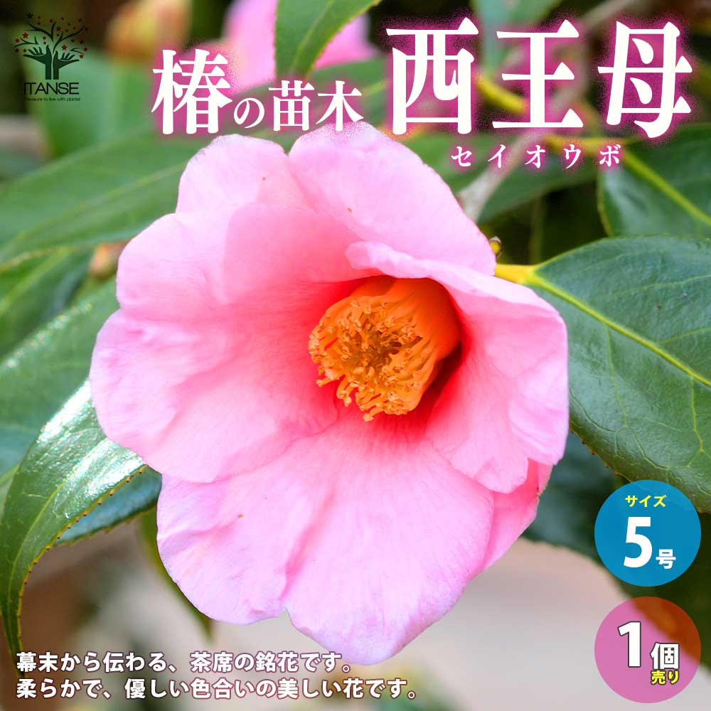 椿(ツバキ)の苗木 品種：西王母(セイオウボ)【庭木 5号鉢／1個売り