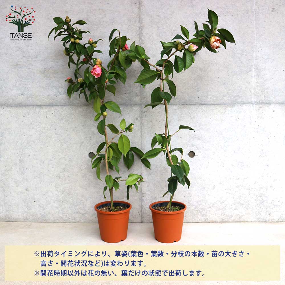 椿(ツバキ)の苗木 品種：西王母(セイオウボ)【庭木 5号鉢／1個売り