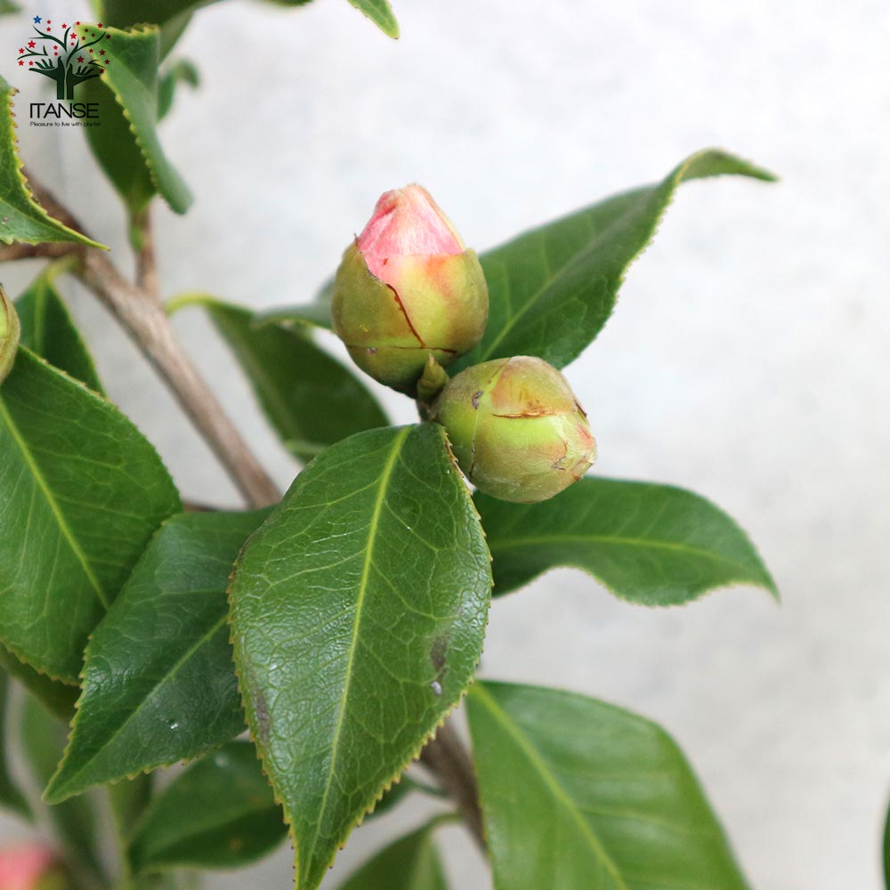 椿(ツバキ)の苗木 品種：西王母(セイオウボ)【庭木 5号鉢／1個売り