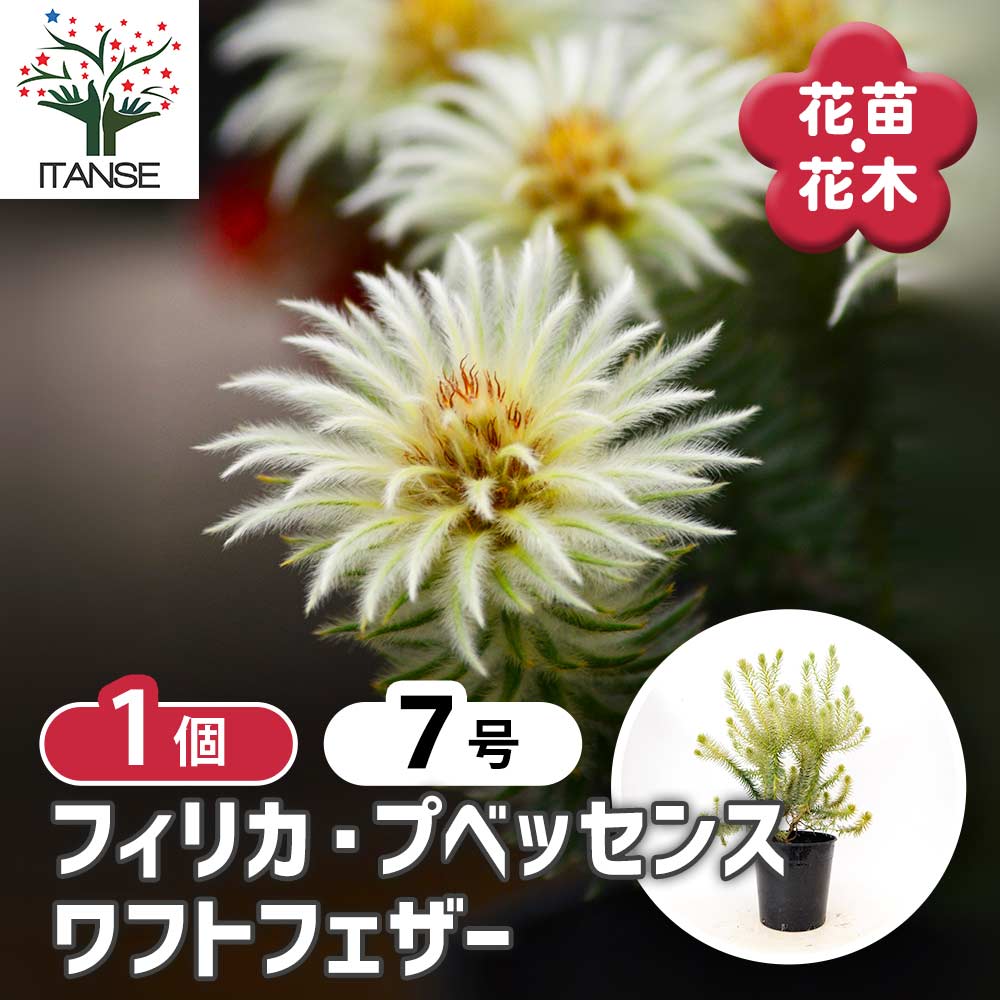 フィリカ プベッセンス ワフトフェザー 【 花木苗 7号 ／1個売り