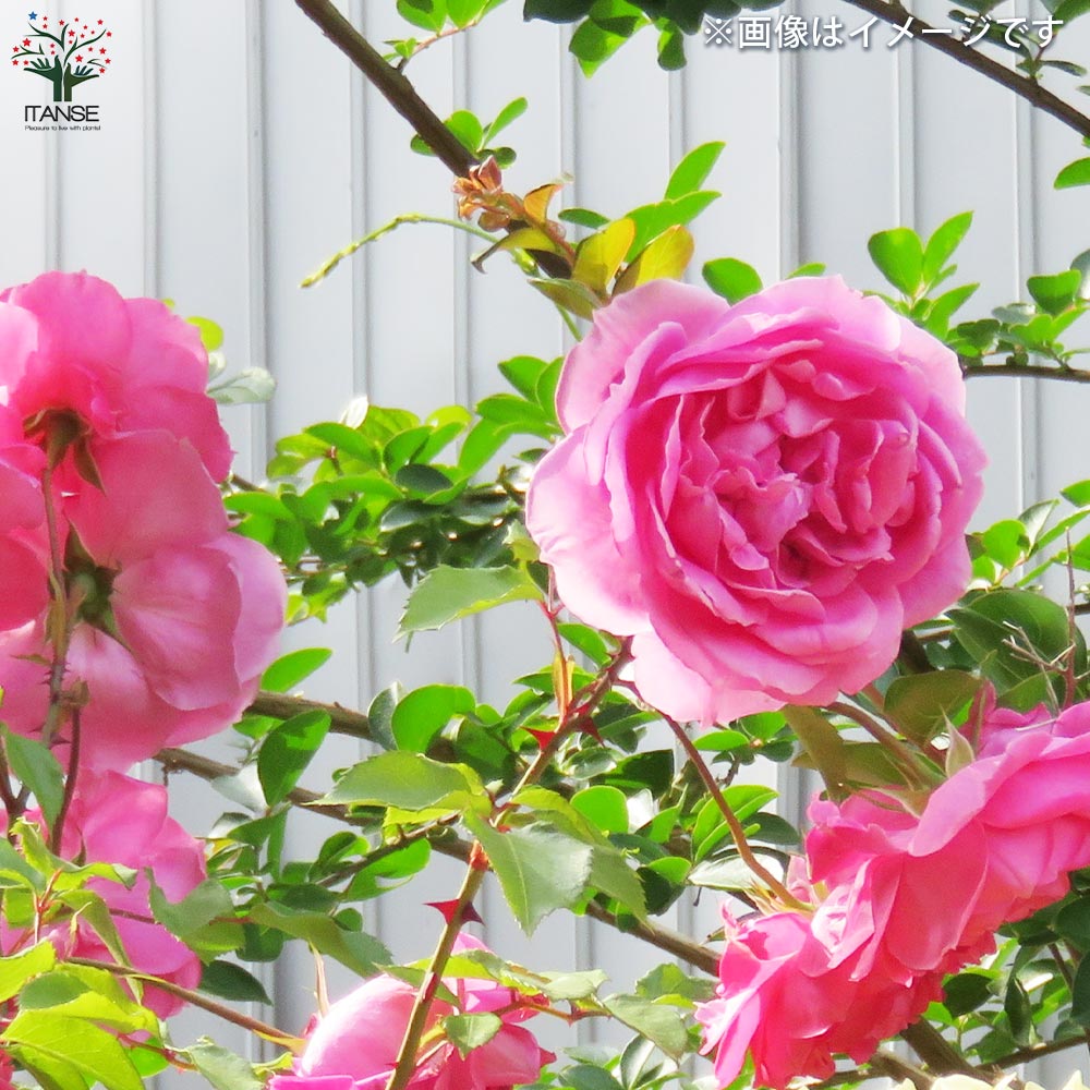 返り咲き性つる薔薇 パレード【花苗 5号角鉢新苗／1個売り】｜ 【植物