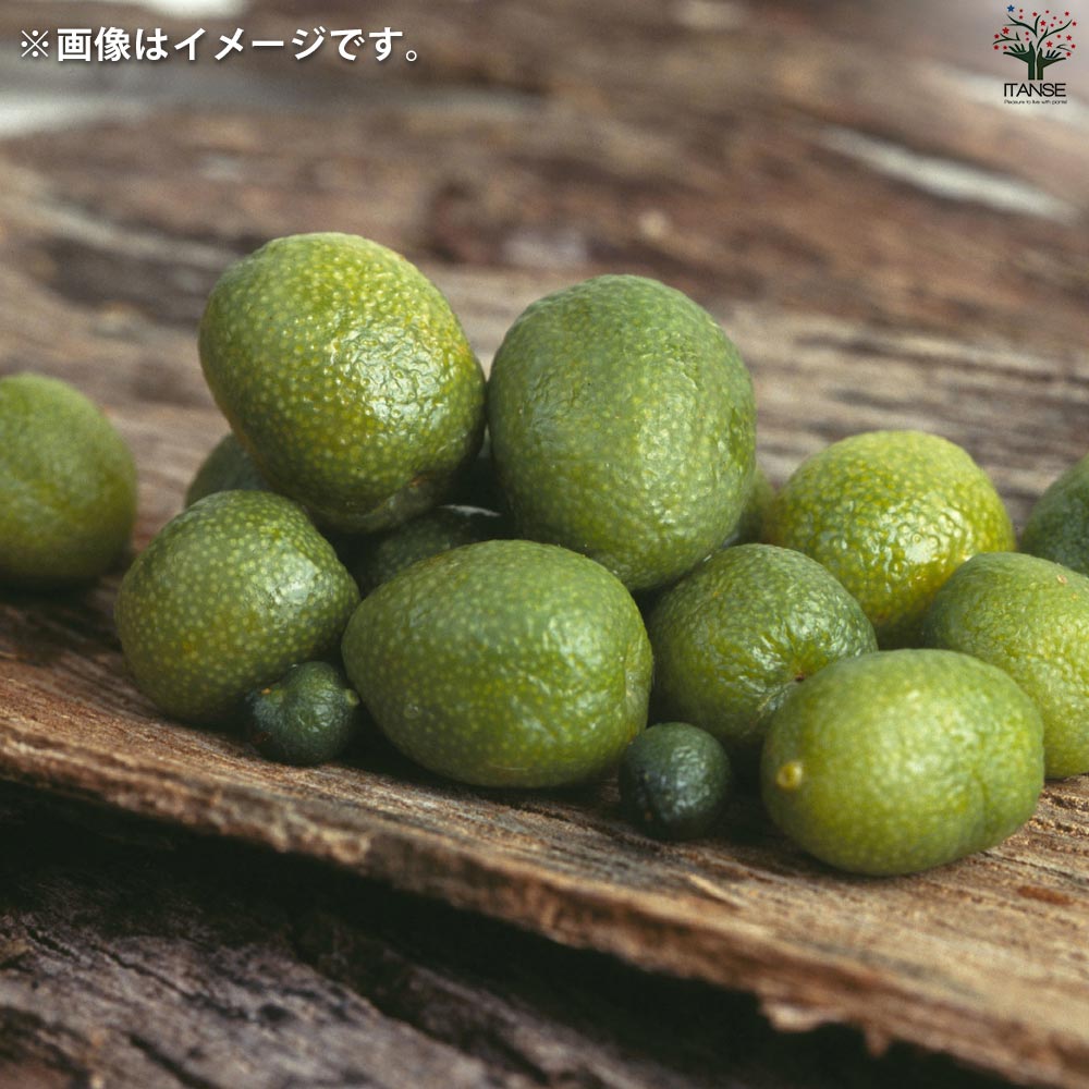 デザートライム【果樹の苗木 15cmポット 接木苗／1個売り】｜ 【植物の