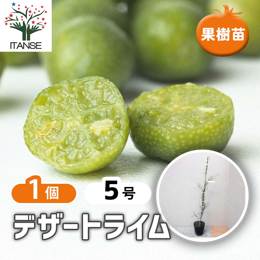 フィンガーライム近縁種 デザートライム【果樹苗 15cmポット接木苗／1