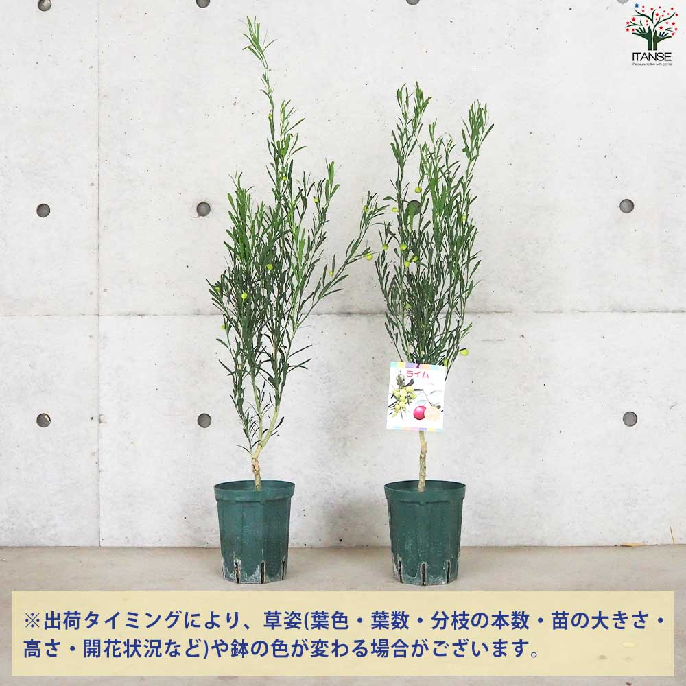 果樹 約1.3メートル　ライム苗木 果樹 約1.3メートル ライム苗木