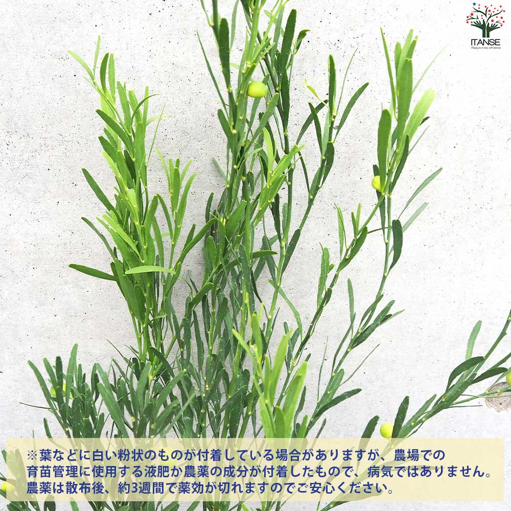 デザートライム【果樹の苗木 15cmポット 接木苗／1個売り