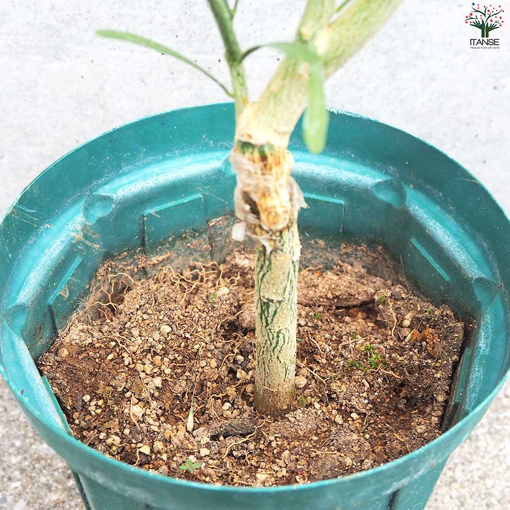 デザートライム【果樹の苗木 15cmポット 接木苗／1個売り