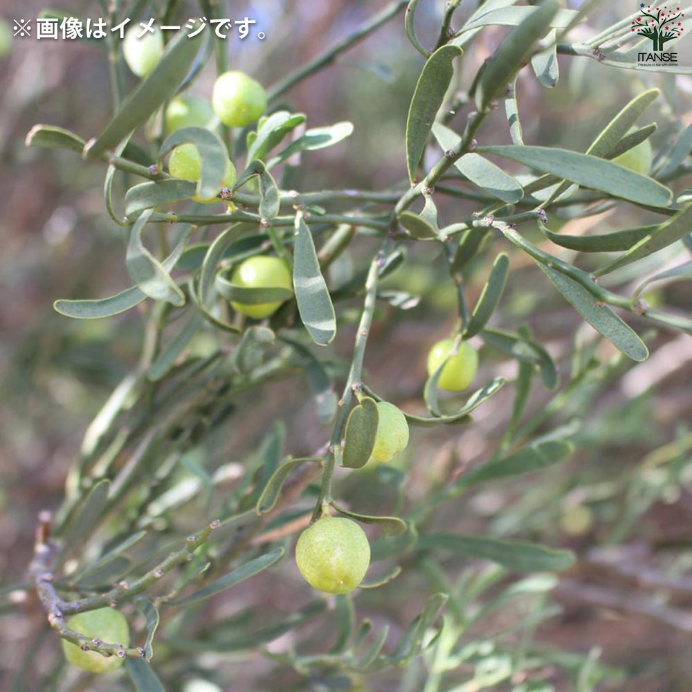 デザートライム【果樹の苗木 15cmポット 接木苗／1個売り】