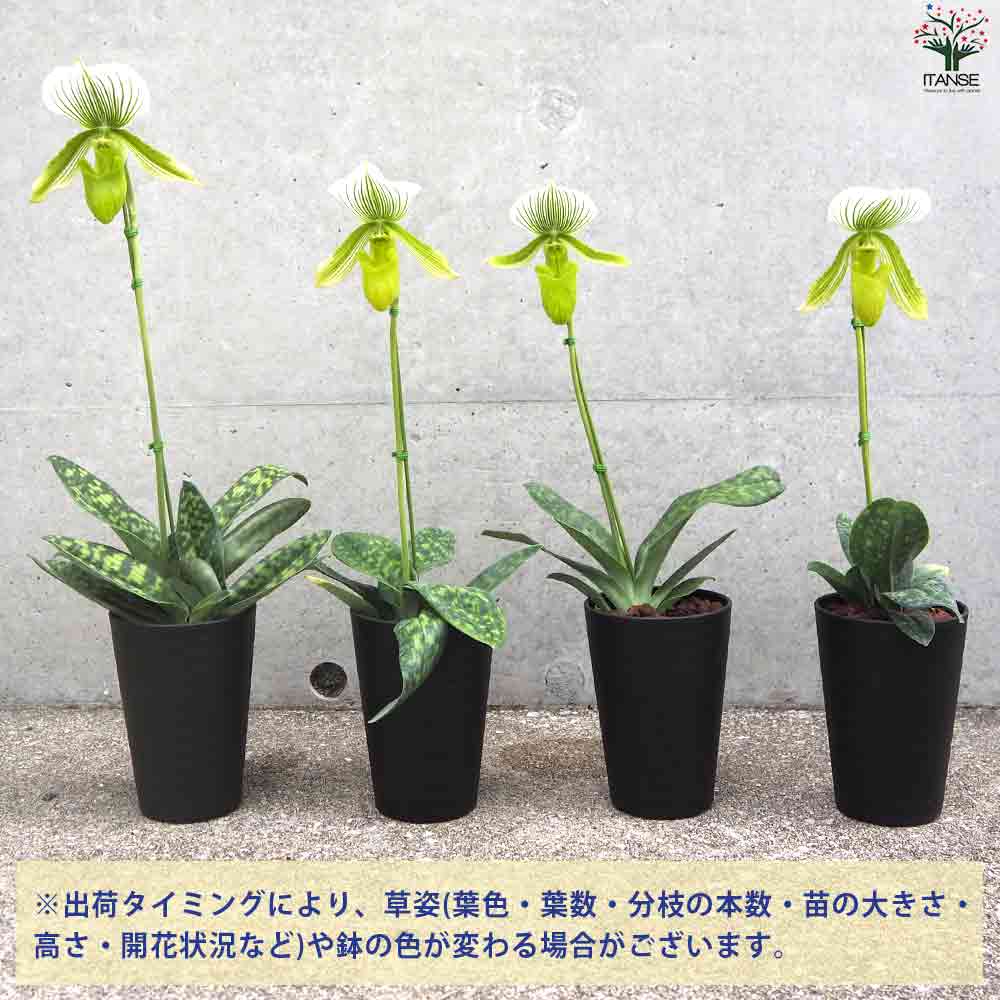 パフィオペディルム 【花苗 3.5号ポット】｜ 【植物のITANSE