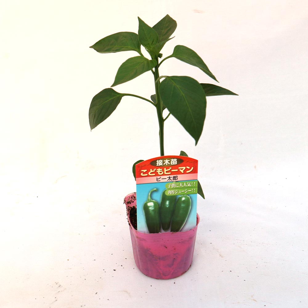 こどもピーマン(ピー太郎) 接木苗2個~【野菜 接木苗9cmポット】